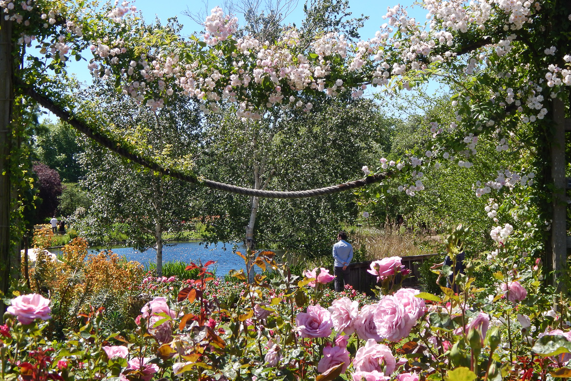 Image of roses and a pond in Queen Mary’s Garden in Regent’s Park