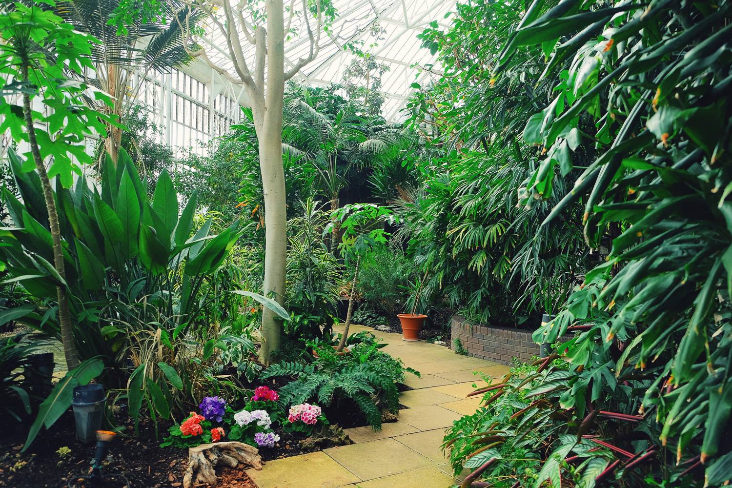 Image of walkway in the Barbican Conservatory surrounded by green plants.