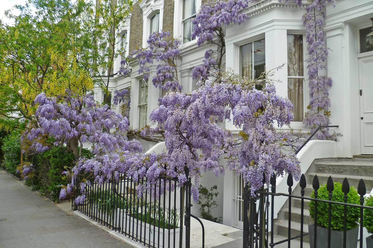 Image of purple wisteria blooming in front of a Kensington townhouse in London.