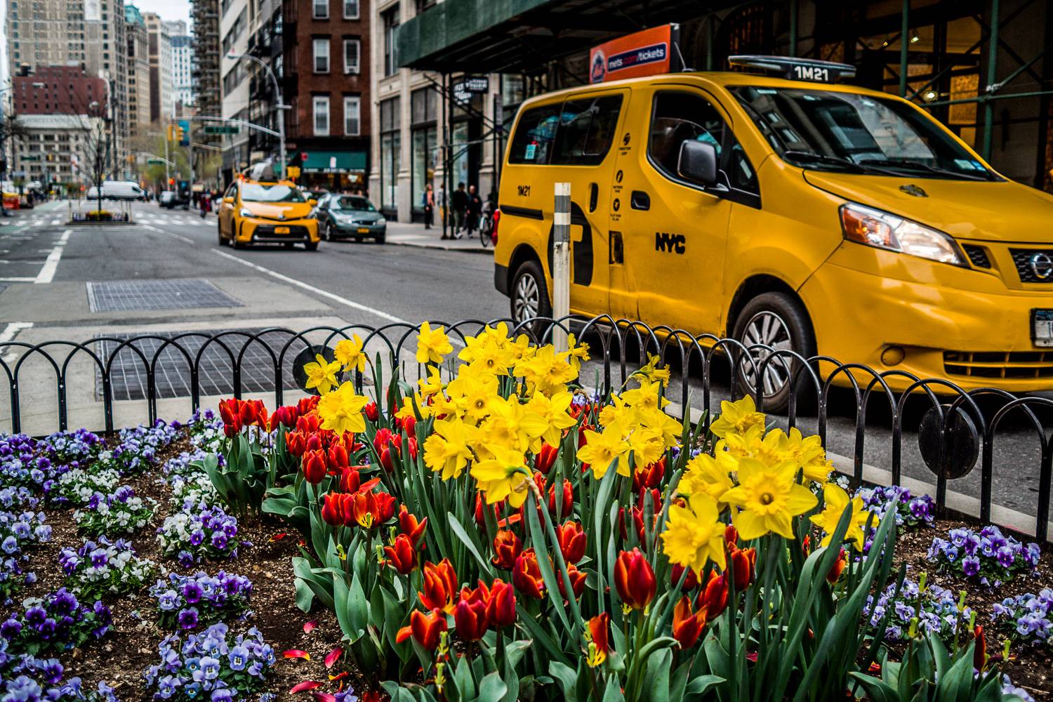 Image of a New York City taxi driving past a colorful bed of spring flowers.