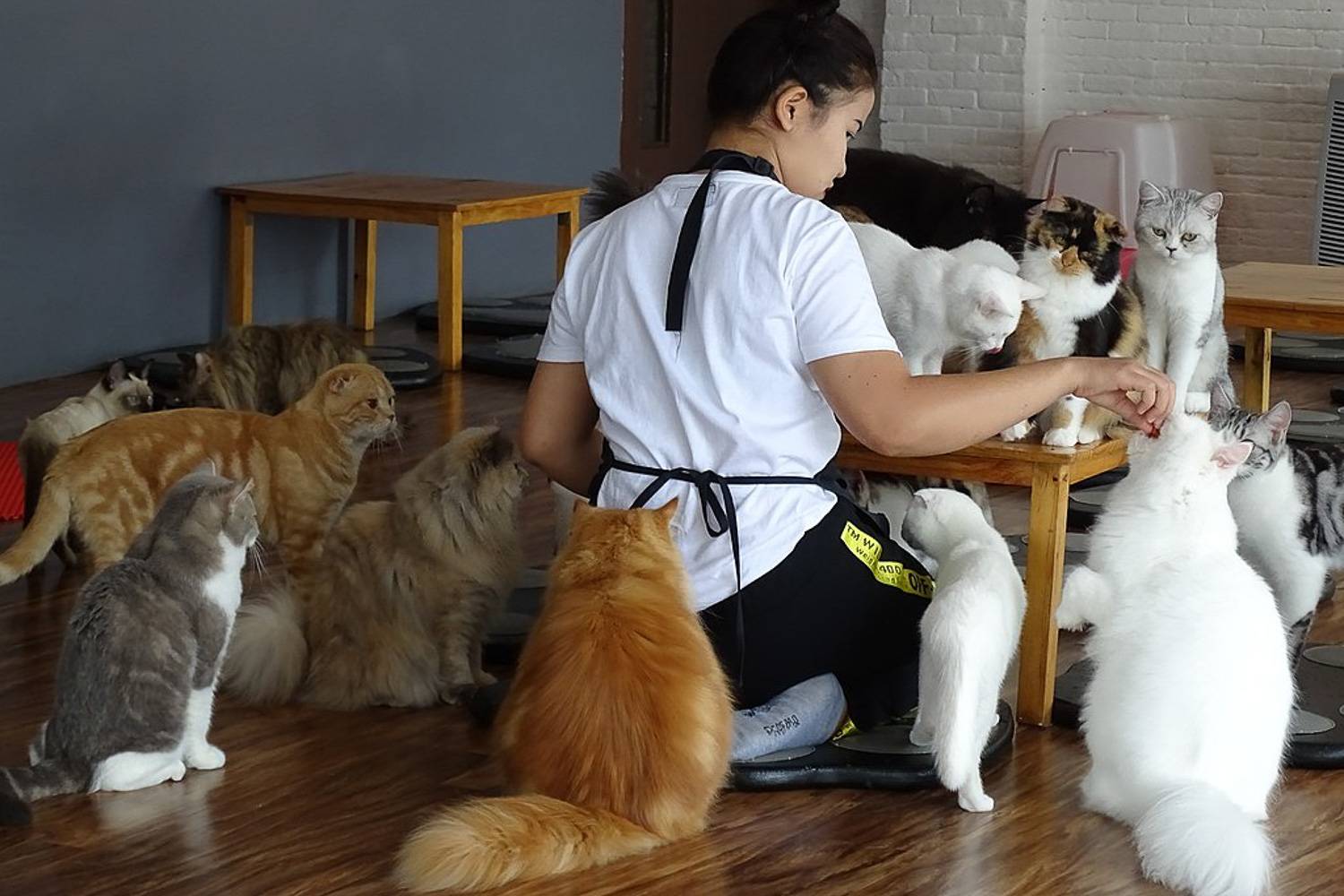 Image of waiters surrounded by cats at a table of a cat cafe. Image credit: Adam Jones [CC BY-SA 2.0 (https-//creativecommons.org/licenses/by-sa/2.0)]