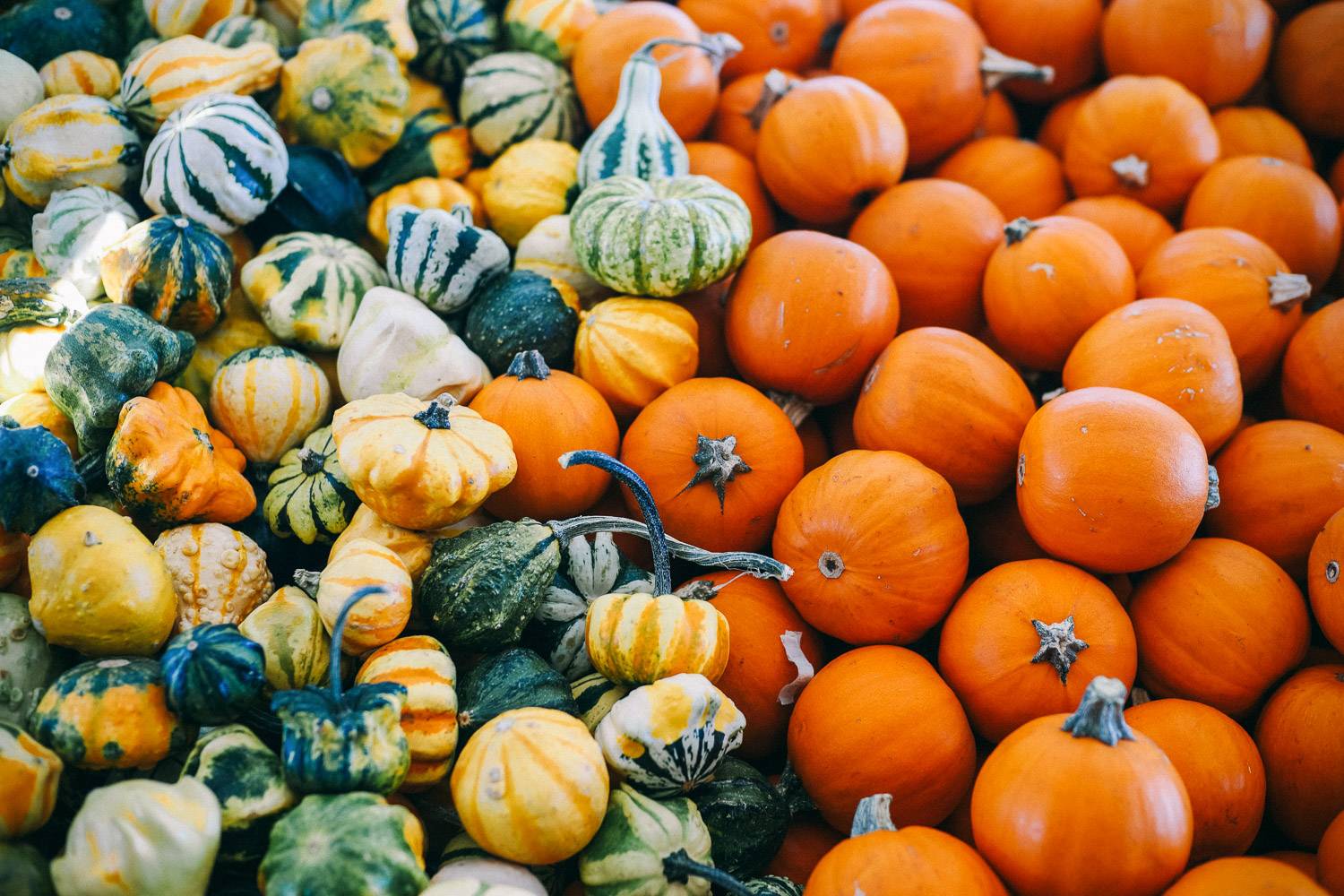 Bild köstlicher Kürbisse, die auf den Greenmarkets verkauft werden
