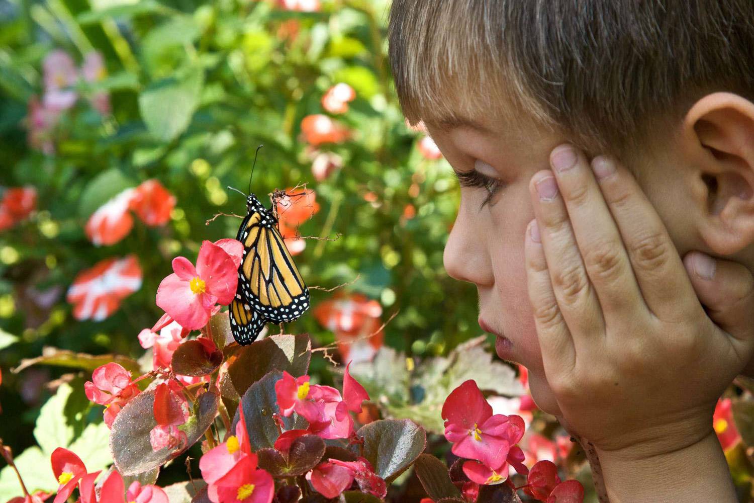 Bild eines Kindes, das einen Schmetterling aus der Nähe betrachtet (Bild: PIXNIO)