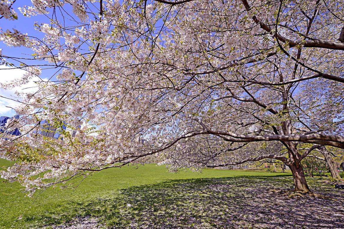 Bild des Brooklyn Kirschblüten Festival des botanischen Gartens