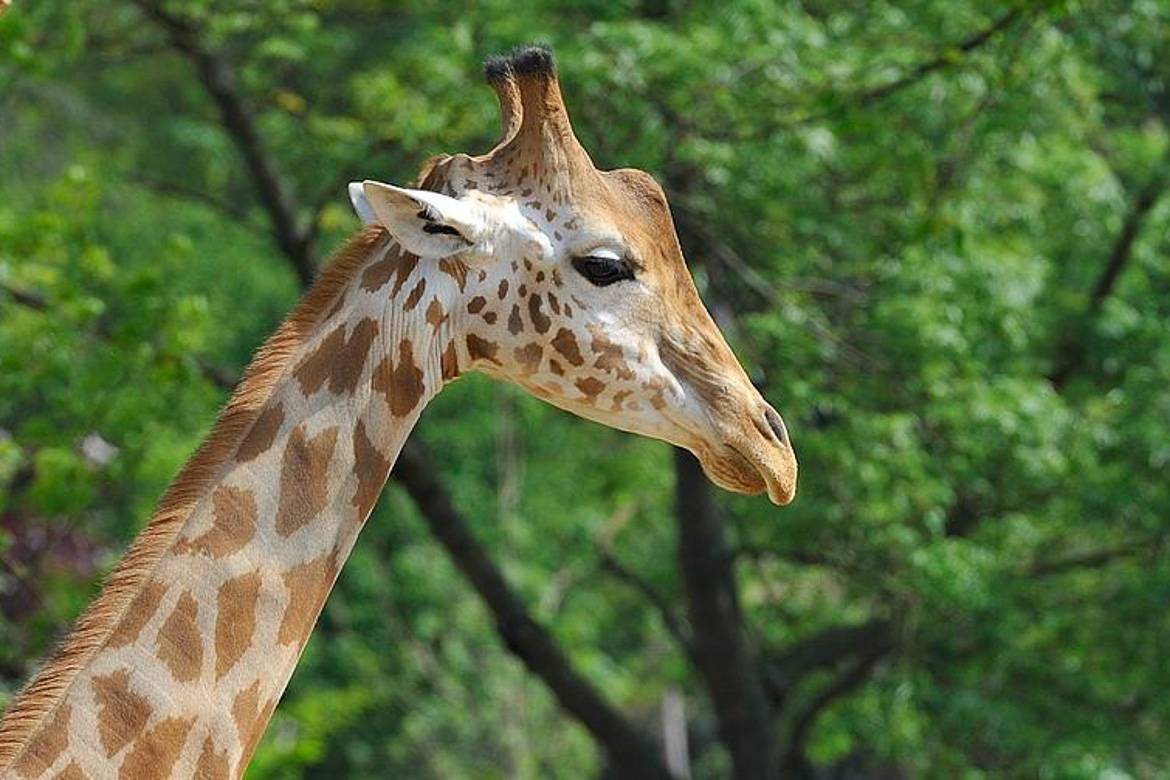 Bild einer Giraffe im Zoo