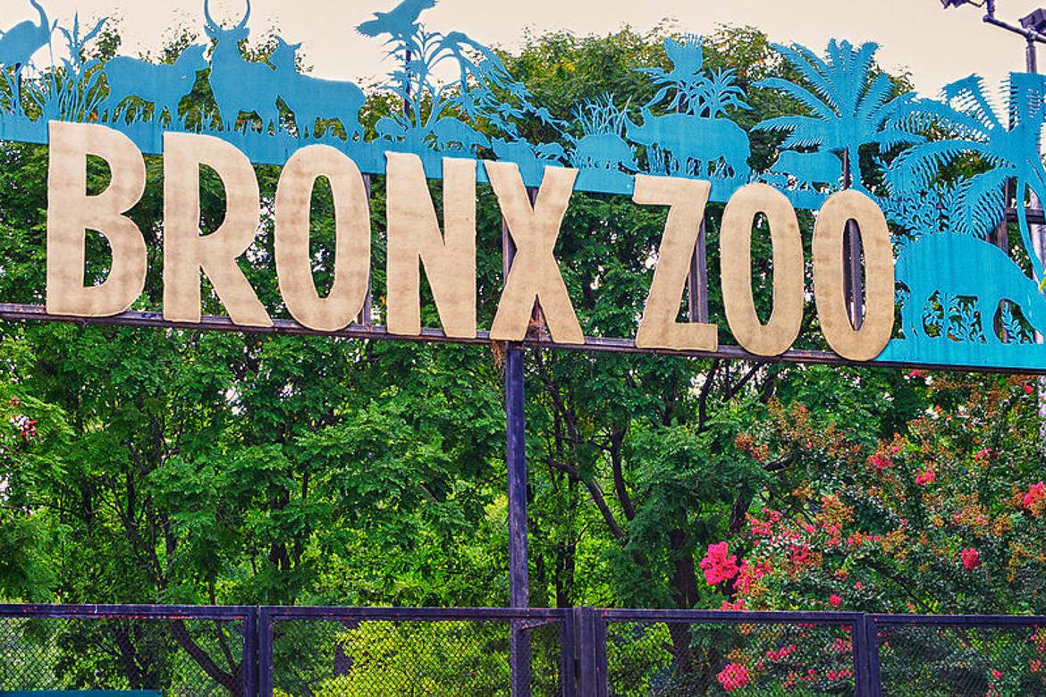 Bild vom Bronx Zoo.