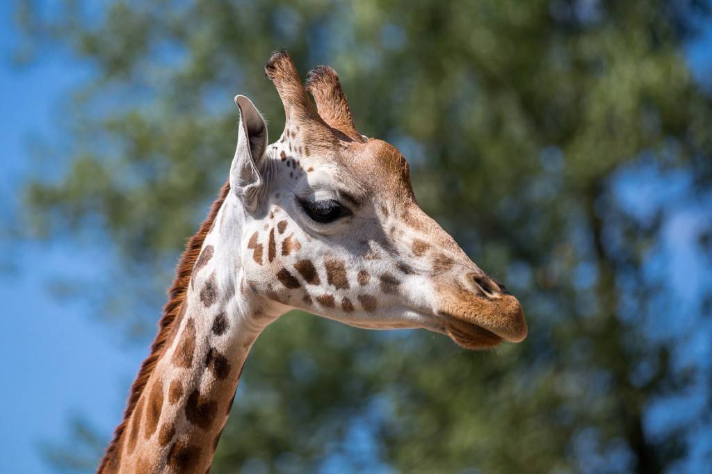 Bild einer Giraffe