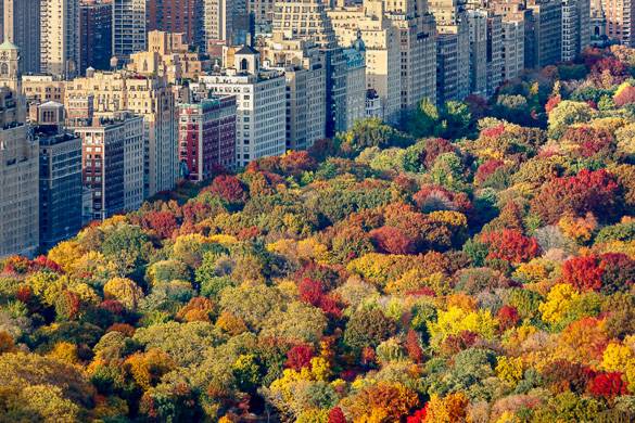 Photo d’une vue aérienne sur les arbres de Central Park à l’automne