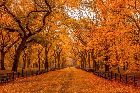 Photo d’un chemin bordé d’arbres au feuillage d’automne orangé