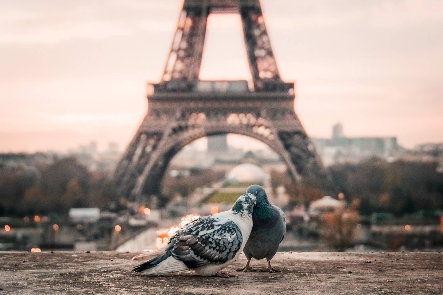 Image de deux pigeons en tête à tête avec la Tour Eiffel en arrière-plan (Crédit Photo : Unsplash)