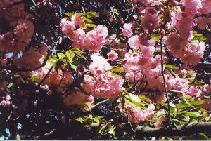 Primavera a New York, 3: i ciliegi in fiore