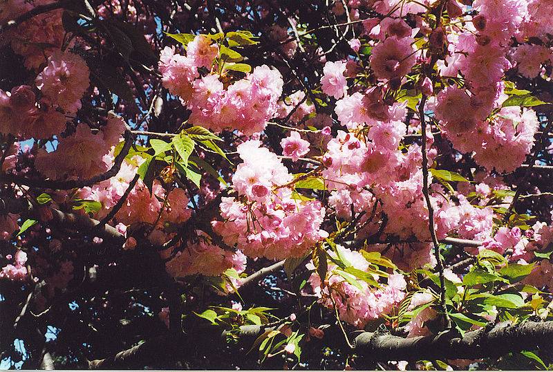 Primavera a New York, 3 Una visita al giardino botanico di Brooklyn