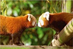 Foto di un panda rosso nella Riserva Thoiry Wildlife di thoiry.net