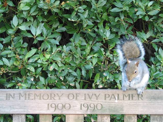 Londra: uno scoiattolo a Hyde Park
