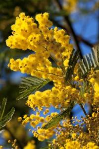 Mimose fiorite sulla Costa Azzurra