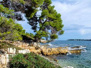 Foto di un pino e di un eucalipto sull’Ile-Saint-Marguerite