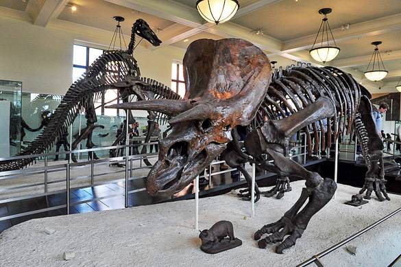 Foto dello shceletro di un dinosaur al Museo Americano di Storia Naturale, New York