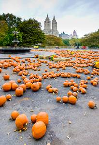 Foto di zucche a Central Park, New York