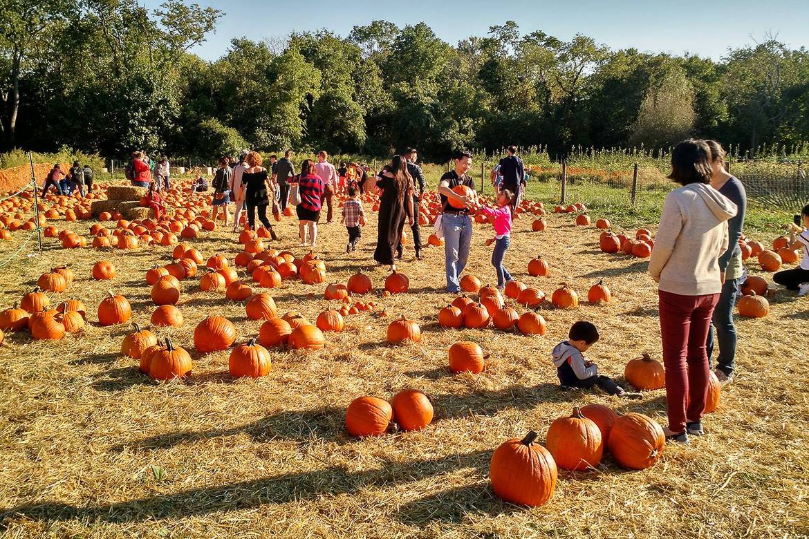 Immagine di bambini e famiglie che che raccolgono le zucche dal terreno del Queens County Farm Museum.