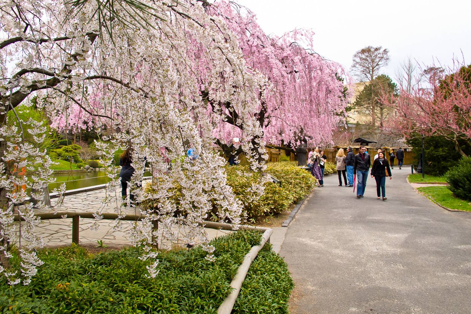 Immagine di ciliegi in fiore e gente che cammina lungo i viali nel Brooklyn Botanic Garden.
