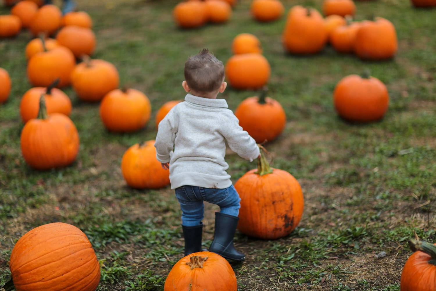 Immagine di un bambino che cammina in un campo di zucche autunnale.