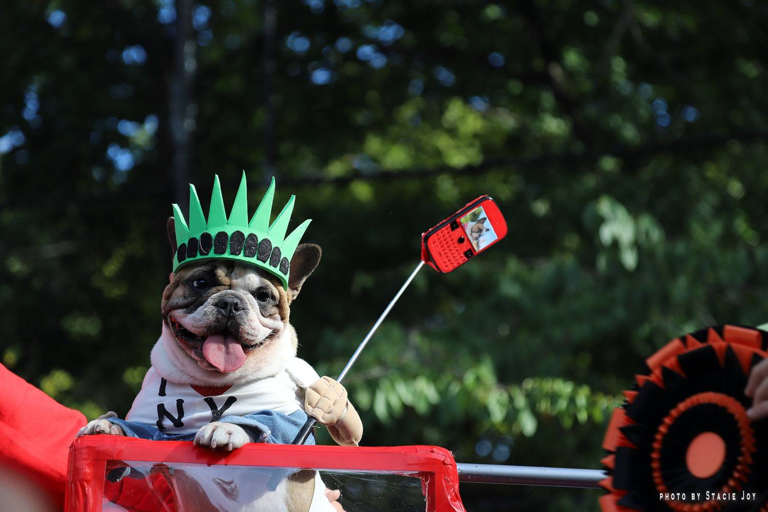 Immagine di un tenero cucciolo travestito da New York durante la parata canina di Halloween del Tompkins Square Park.