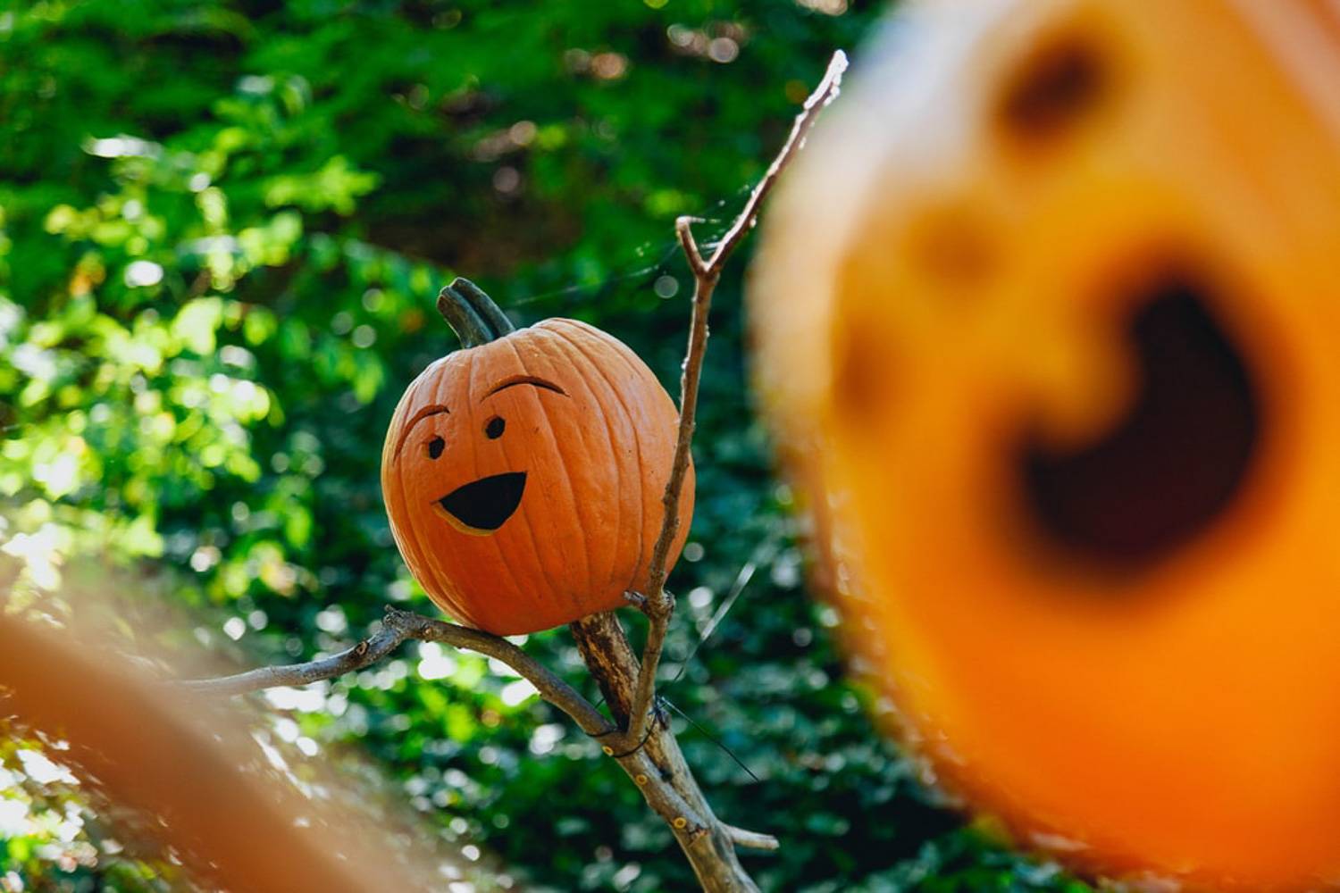 Immagine di una zucca intagliata del giardino botanico del Queens.