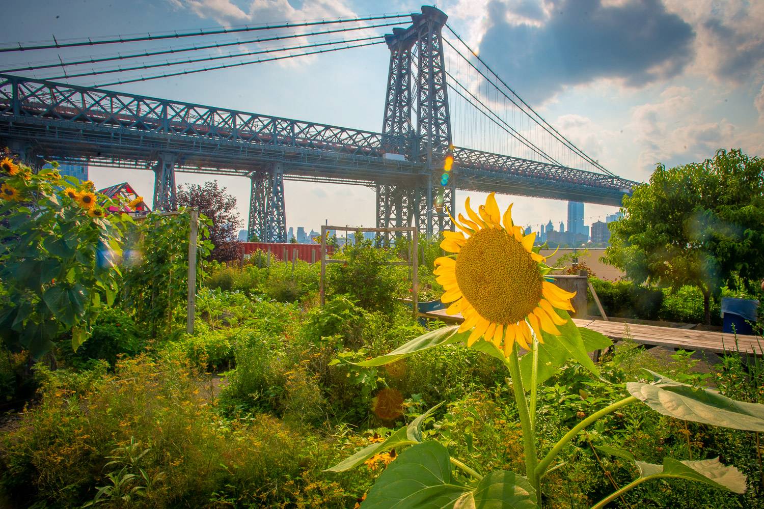 Foto di un girasole in un giardino urbano con altre piante e ortaggi, panorama di New York e ponte sullo sfondo