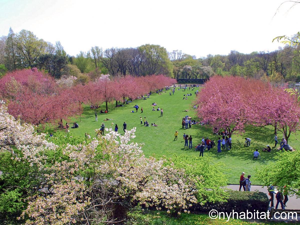 New York 1 Bedroom Apartment Rental in Crown Heights (NY