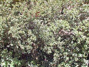 Andere - Photo 2 von 39