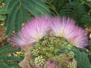 Flores de mimosa rosas en el sur de Francia
