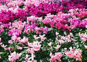 Flores de primavera en Menton