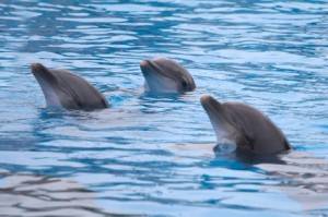 Delfines en Marineland, en el sur de Francia