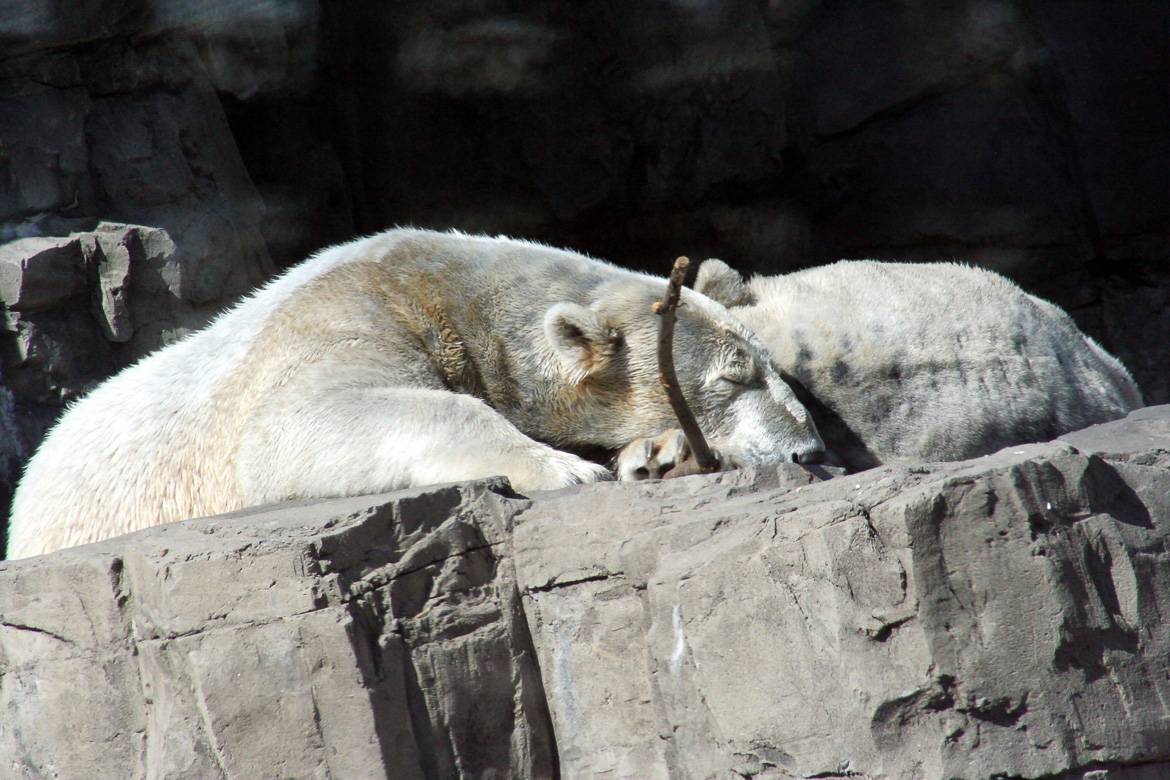 Imagen de dos osos polares en el Zoo del Bronx, Nueva York