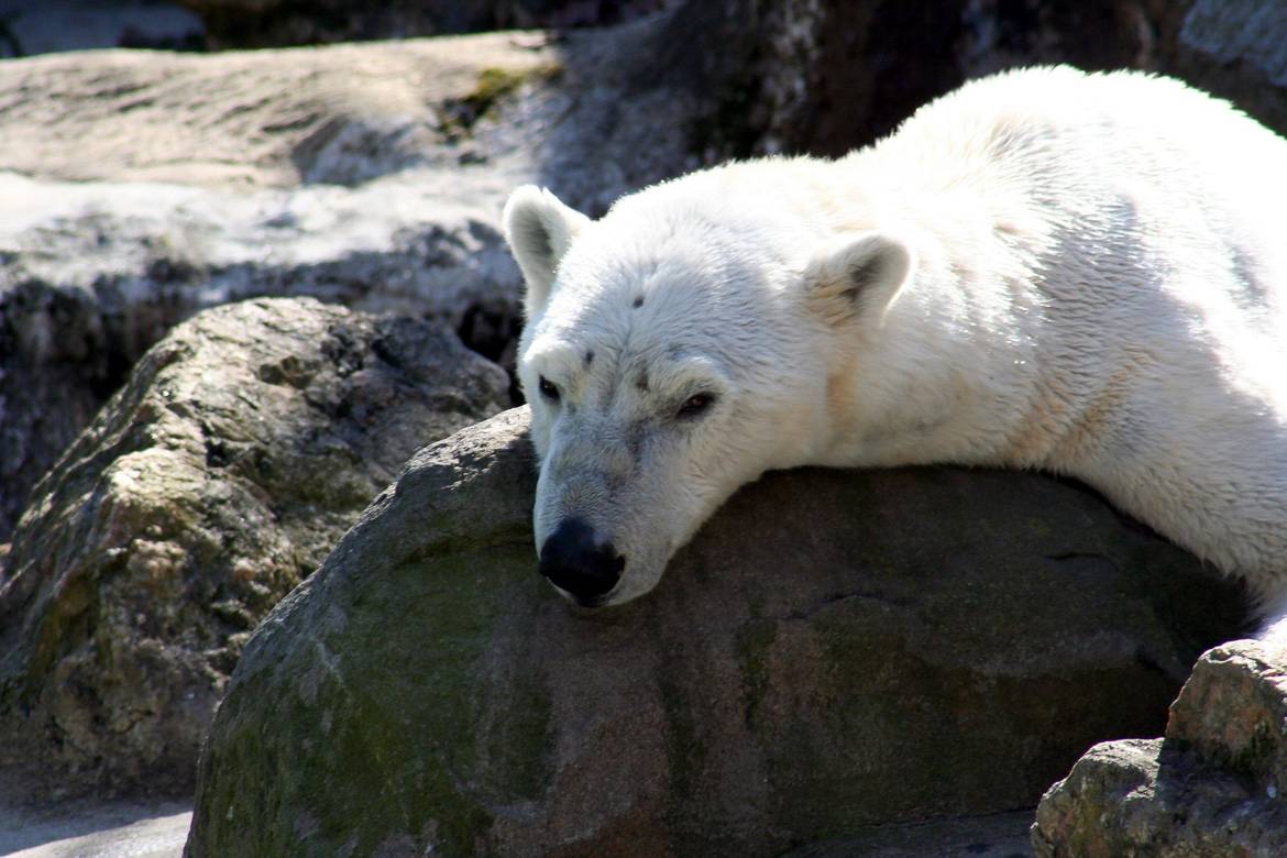 Imagen de un oso polar 