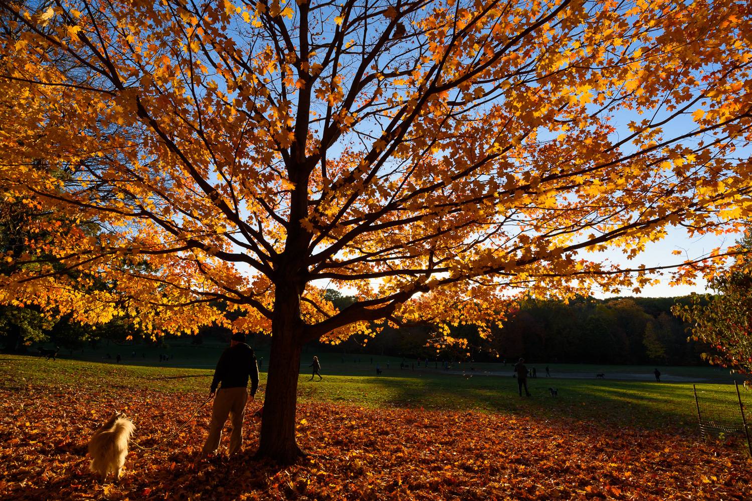 Imagen de un árbol con follaje naranja en Prospect Park en noviembre.
